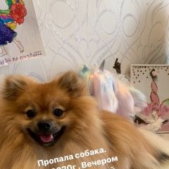 Подробнее об объявлении «Волгоград Пропала собака кобель померанский шпиц» Фото: пропала собака Померанский шпиц «Волгоград Пропала собака кобель померанский шпиц» в г. Волгоград