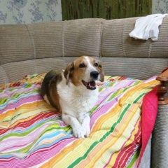 Подробнее об объявлении «Пропала собака мкр. искра Зеленоград» Фото: пропала собака Гончая «Пропала собака мкр. искра Зеленоград» в г. Зеленоград