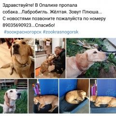 Подробнее об объявлении «Пропала собака Красногорск» Фото: пропала собака  «Пропала собака Красногорск» в г. Красногорск