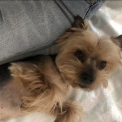 Подробнее об объявлении «Пропала собака кобель йорк мальчик Санкт-Петербург» Фото: пропала собака Йоркширский терьер «Пропала собака кобель йорк мальчик Санкт-Петербург» в г. Санкт-Петербург