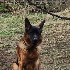 Подробнее об объявлении «Пропала собака кобель помогите найти Речица Гомельская обл.» Фото: пропала собака Немецкая овчарка «Пропала собака кобель помогите найти Речица...» в г. Речица Гомельская обл.