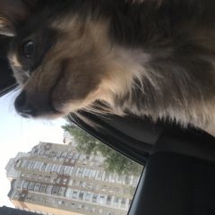 Подробнее об объявлении «Пропала собака Москва» Фото: пропала собака Той-терьер «Пропала собака Москва» в г. Москва
