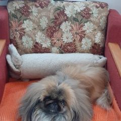 Подробнее об объявлении «Пропала собака Самара» Фото: пропала собака Пекинес «Пропала собака Самара» в г. Самара
