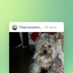 Подробнее об объявлении «Пропала собака кобель йорк Владимир» Фото: пропала собака Йоркширский терьер «Пропала собака кобель йорк Владимир» в г. Владимир