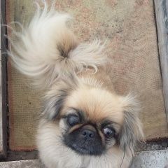 Подробнее об объявлении «Пропала собака Ульяновск» Фото: пропала собака Пекинес «Пропала собака Ульяновск» в г. Ульяновск