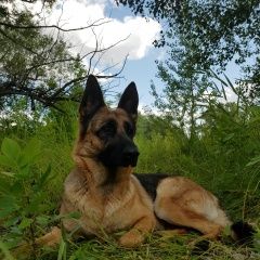 Подробнее об объявлении «Пропала собака Новороссийск» Фото: пропала собака Немецкая овчарка «Пропала собака Новороссийск» в г. Новороссийск
