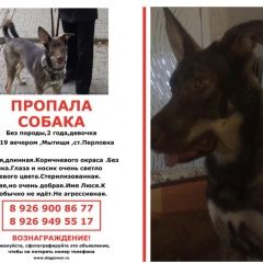 Подробнее об объявлении «Мытищи Пропала собака сейчас может быть в любом районе.» Фото: пропала собака  «Мытищи Пропала собака сейчас может быть в любом...» в г. Мытищи