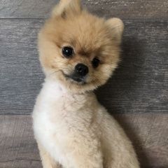 Подробнее об объявлении «Пропала собака кобель нашедшему - вознаграждение Адлер» Фото: пропала собака Померанский шпиц «Пропала собака кобель нашедшему -...» в г. Адлер