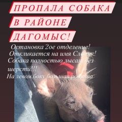 Подробнее об объявлении «Пропала собака кобель остановка 2-ое отделение чайсовхоза Сочи» Фото: пропала собака  «Пропала собака кобель остановка 2-ое отделение...» в г. Сочи