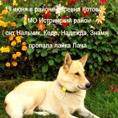 Подробнее об объявлении «Пропала собака западно-сибирская-лайка Истра» Фото: пропала собака Западно-сибирская лайка «Пропала собака западно-сибирская-лайка Истра» в г. Истра