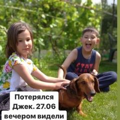 Подробнее об объявлении «Пропала собака кобель 27.06. Уфа» Фото: пропала собака Такса «Пропала собака кобель 27.06. Уфа» в г. Уфа