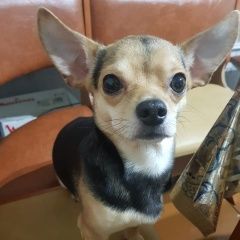 Подробнее об объявлении «Пропала собака кобель Королев» Фото: пропала собака Чихуахуа «Пропала собака кобель Королев» в г. Королев