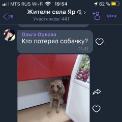 Подробнее об объявлении «Тюмень Пропала собака породы пудель девочка» Фото: пропала собака Пудель «Тюмень Пропала собака породы пудель девочка» в г. Тюмень