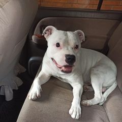 Подробнее об объявлении «Пропала собака кобель амстаф белый молодой Хабаровск» Фото: пропала собака  «Пропала собака кобель амстаф белый молодой...» в г. Хабаровск