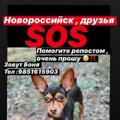 Подробнее об объявлении «Пропала собака кобель Новороссийск» Фото: пропала собака Той-терьер «Пропала собака кобель Новороссийск» в г. Новороссийск