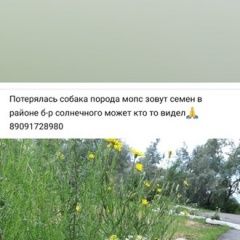 Подробнее об объявлении «Пропала собака кобель Курган» Фото: пропала собака Мопс «Пропала собака кобель Курган» в г. Курган