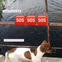 Подробнее об объявлении «Мытищи Пропала собака джек рассел терьер» Фото: пропала собака Джек рассел терьер «Мытищи Пропала собака джек рассел терьер» в г. Мытищи