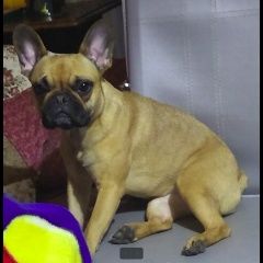 Подробнее об объявлении «Пропала собака французский бульдожка Санкт-Петербург» Фото: пропала собака Французский бульдог «Пропала собака французский бульдожка...» в г. Санкт-Петербург
