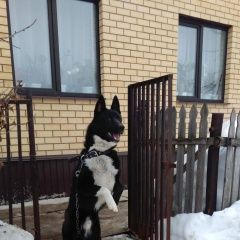 Подробнее об объявлении «Казань Пропала собака кобель помогите найти..пожалуйста..» Фото: пропала собака Русско-европейская лайка «Казань Пропала собака кобель помогите...» в г. Казань