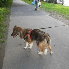 Подробнее об объявлении «Пропала собака кобель Санкт-Петербург» Фото: пропала собака  «Пропала собака кобель Санкт-Петербург» в г. Санкт-Петербург