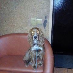 Подробнее об объявлении «Пропала собака кобель Белово» Фото: пропала собака Английский кокер-спаниель «Пропала собака кобель Белово» в г. Белово