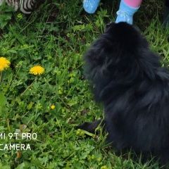 Подробнее об объявлении «Пропала собака шпиц Москва» Фото: пропала собака Немецкий шпиц «Пропала собака шпиц Москва» в г. Москва