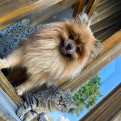 Подробнее об объявлении «Быково (Московская обл.) Пропала собака кобель» Фото: пропала собака Немецкий шпиц «Быково (Московская обл.) Пропала собака кобель» в г. Быково (Московская обл.)