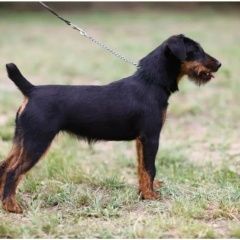 Подробнее об объявлении «Пропала собака ягдтерьер Смоленск» Фото: пропала собака Ягд-терьер «Пропала собака ягдтерьер Смоленск» в г. Смоленск