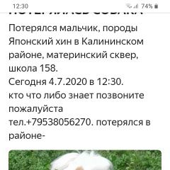 Подробнее об объявлении «Пропала собака кобель Новосибирск» Фото: пропала собака Японский хин «Пропала собака кобель Новосибирск» в г. Новосибирск