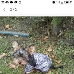 Подробнее об объявлении «Бронницы Пропала собака кобель» Фото: пропала собака Йоркширский терьер «Бронницы Пропала собака кобель» в г. Бронницы