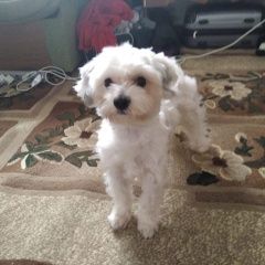 Подробнее об объявлении «Пропала собака кобель помогите отыскать Владикавказ» Фото: пропала собака  «Пропала собака кобель помогите отыскать...» в г. Владикавказ