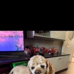 Подробнее об объявлении «Аргаяш Пропала собака американский кокер на озере яу-балык» Фото: пропала собака Американский кокер-спаниель «Аргаяш Пропала собака американский кокер на...» в г. Аргаяш