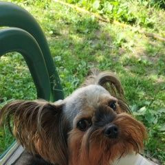 Подробнее об объявлении «Пропала собака йорк Санкт-Петербург» Фото: пропала собака Йоркширский терьер «Пропала собака йорк Санкт-Петербург» в г. Санкт-Петербург