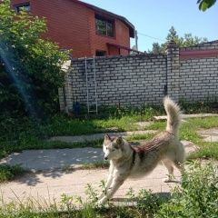 Подробнее об объявлении «Быково (Московская обл.) Пропала собака кобель» Фото: пропала собака Сибирская хаски «Быково (Московская обл.) Пропала собака кобель» в г. Быково (Московская обл.)