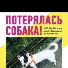 Подробнее об объявлении «Пропала собака Всеволожск» Фото: пропала собака Джек рассел терьер «Пропала собака Всеволожск» в г. Всеволожск