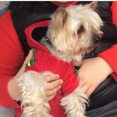 Подробнее об объявлении «Пропала собака кобель йорк, мальчик, старенький 14лет Дмитров» Фото: пропала собака Йоркширский терьер «Пропала собака кобель йорк, мальчик, старенький...» в г. Дмитров