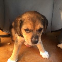 Подробнее об объявлении «Пропала собака щенок девочка метис бигля Орехово-Зуево» Фото: пропала собака Бигль «Пропала собака щенок девочка метис бигля...» в г. Орехово-Зуево