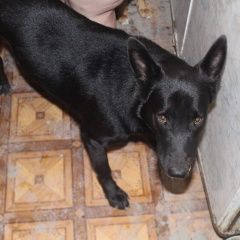 Подробнее об объявлении «Волгоград Пропала собака кобель помогите» Фото: пропала собака  «Волгоград Пропала собака кобель помогите» в г. Волгоград