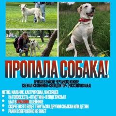 Подробнее об объявлении «Пропала собака кобель Москва» Фото: пропала собака  «Пропала собака кобель Москва» в г. Москва
