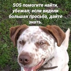 Подробнее об объявлении «Прямицыно Пропала собака кобель собака» Фото: пропала собака  «Прямицыно Пропала собака кобель собака» в г. Прямицыно
