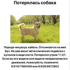 Подробнее об объявлении «Пропала собака кобель вознагрождение Королев» Фото: пропала собака Чихуахуа «Пропала собака кобель вознагрождение Королев» в г. Королев