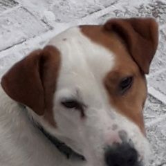 Подробнее об объявлении «Пропала собака кобель Чехов» Фото: пропала собака  «Пропала собака кобель Чехов» в г. Чехов