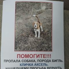 Подробнее об объявлении «Пропала собака кобель Черниговка» Фото: пропала собака Бигль «Пропала собака кобель Черниговка» в г. Черниговка