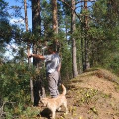 Подробнее об объявлении «Пропала собака кобель пёс по кличке полкан Ломоносов» Фото: пропала собака  «Пропала собака кобель пёс по кличке полкан...» в г. Ломоносов