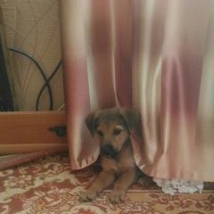 Подробнее об объявлении «Сумы Пропала собака кобель арчи рижий либит кушать вольштерьер» Фото: пропала собака  «Сумы Пропала собака кобель арчи рижий либит...» в г. Сумы