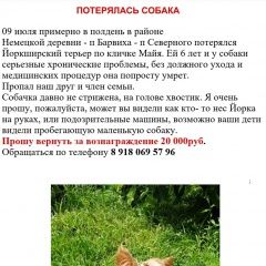 Подробнее об объявлении «Краснодар Пропала собака йоркширский терьер» Фото: пропала собака Йоркширский терьер «Краснодар Пропала собака йоркширский терьер» в г. Краснодар