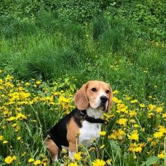 Подробнее об объявлении «Пропала собака кобель бигль Бурмакино» Фото: пропала собака Бигль «Пропала собака кобель бигль Бурмакино» в г. Бурмакино