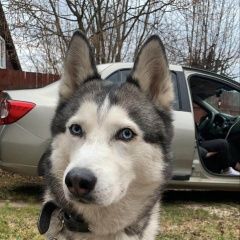 Подробнее об объявлении «Пропала собака кобель породы хаски Чехов» Фото: пропала собака Сибирская хаски «Пропала собака кобель породы хаски Чехов» в г. Чехов