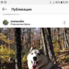 Подробнее об объявлении «Краснодар Пропала собака хаски (сука)» Фото: пропала собака Сибирская хаски «Краснодар Пропала собака хаски (сука)» в г. Краснодар