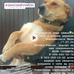 Подробнее об объявлении «Красноярск Пропала собака кобель» Фото: пропала собака  «Красноярск Пропала собака кобель» в г. Красноярск